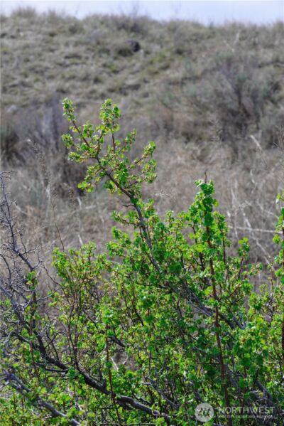 0 xxx Emily Road , Oroville, WA 98844 - Photo 20