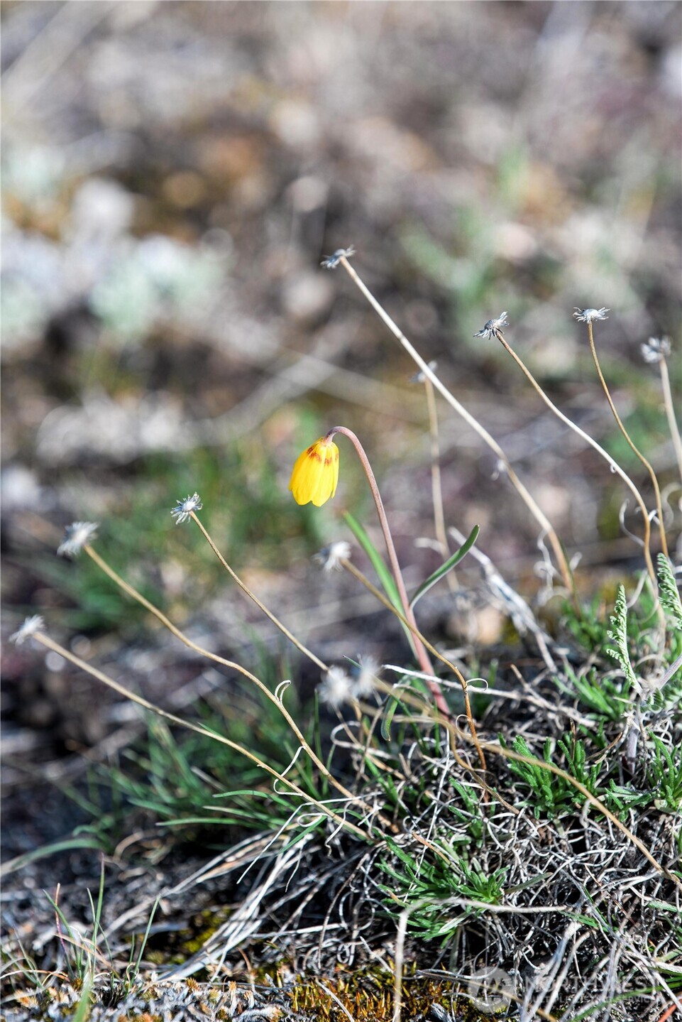 0 xxx Emily Road , Oroville, WA 98844