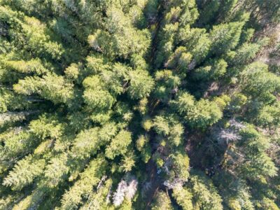 730 NE Black Bear Road , Belfair, WA 98528 - Photo 10