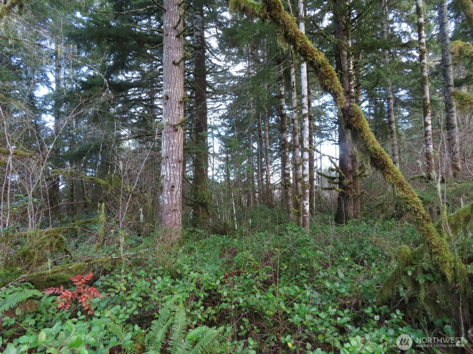 3898 State Route 6 , Chehalis, WA 98532