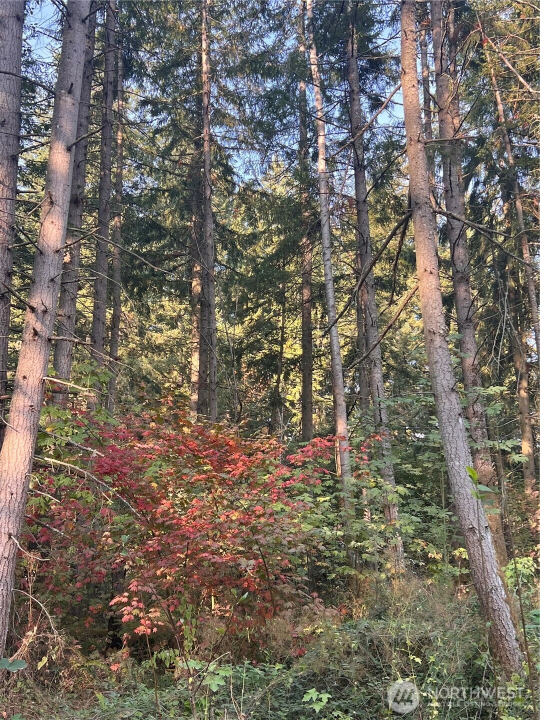 18311 Shenandoah Lane SE, Yelm, WA 98597