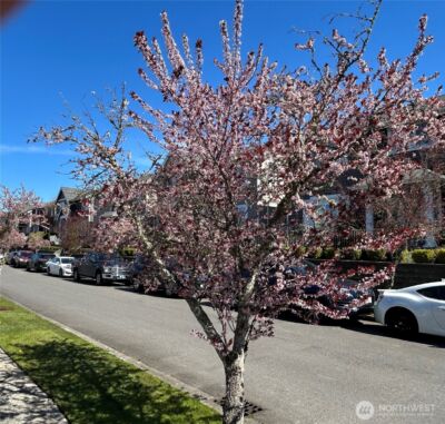 301 Wild Rose Street , Tacoma, WA 98466 - Photo 32