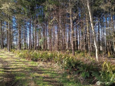 0 0 Salmon Creek Road #0, Mossyrock, WA 98564 - Photo 4