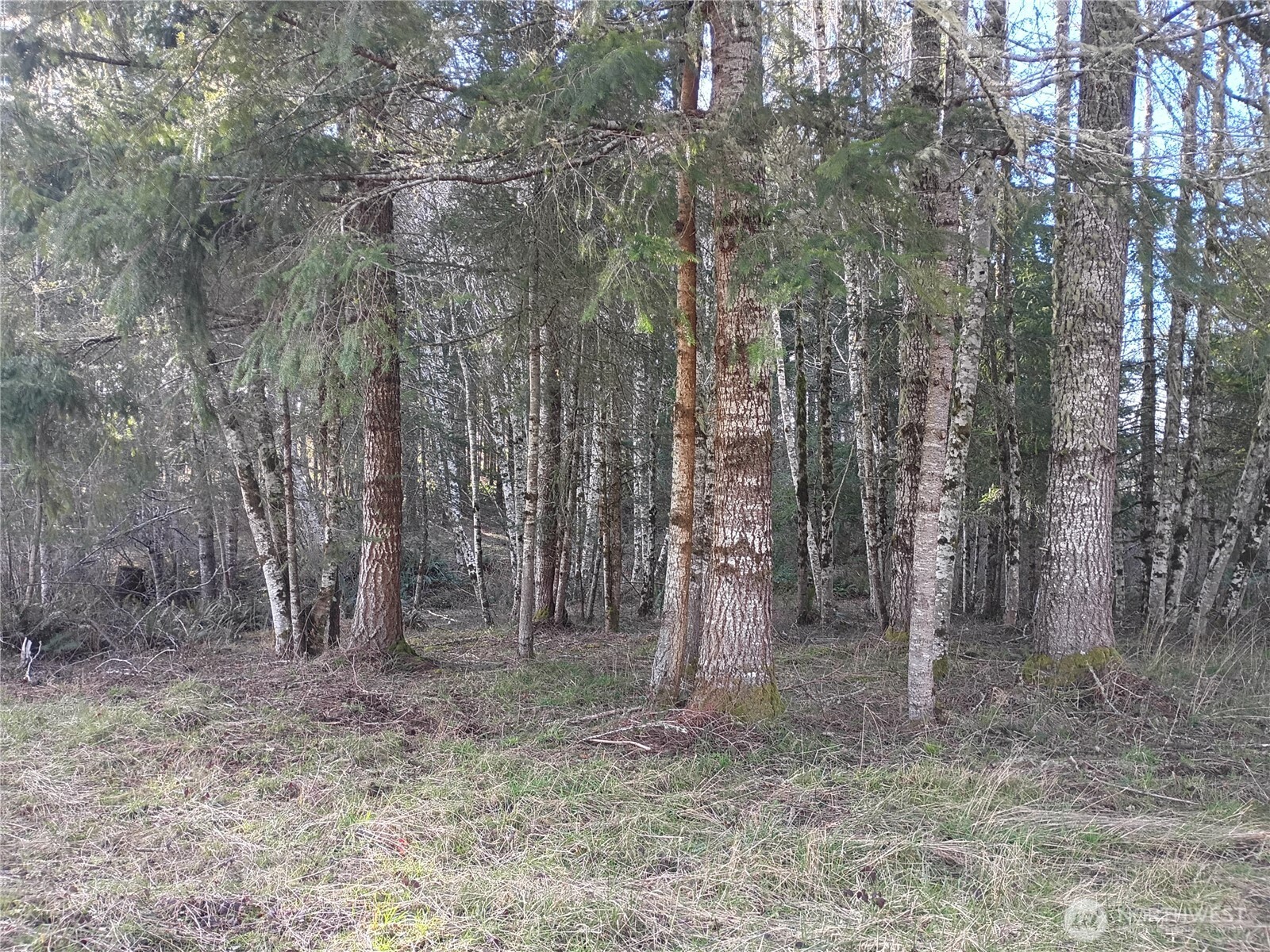 0 0 Salmon Creek Road #0, Mossyrock, WA 98564