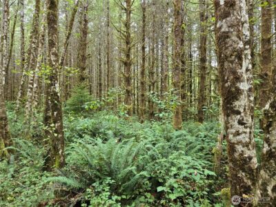 0 Lund Road , Cosmopolis, WA 98537 - Photo 9