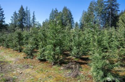 103 Andrejs Road , Shelton, WA 98584 - Photo 4