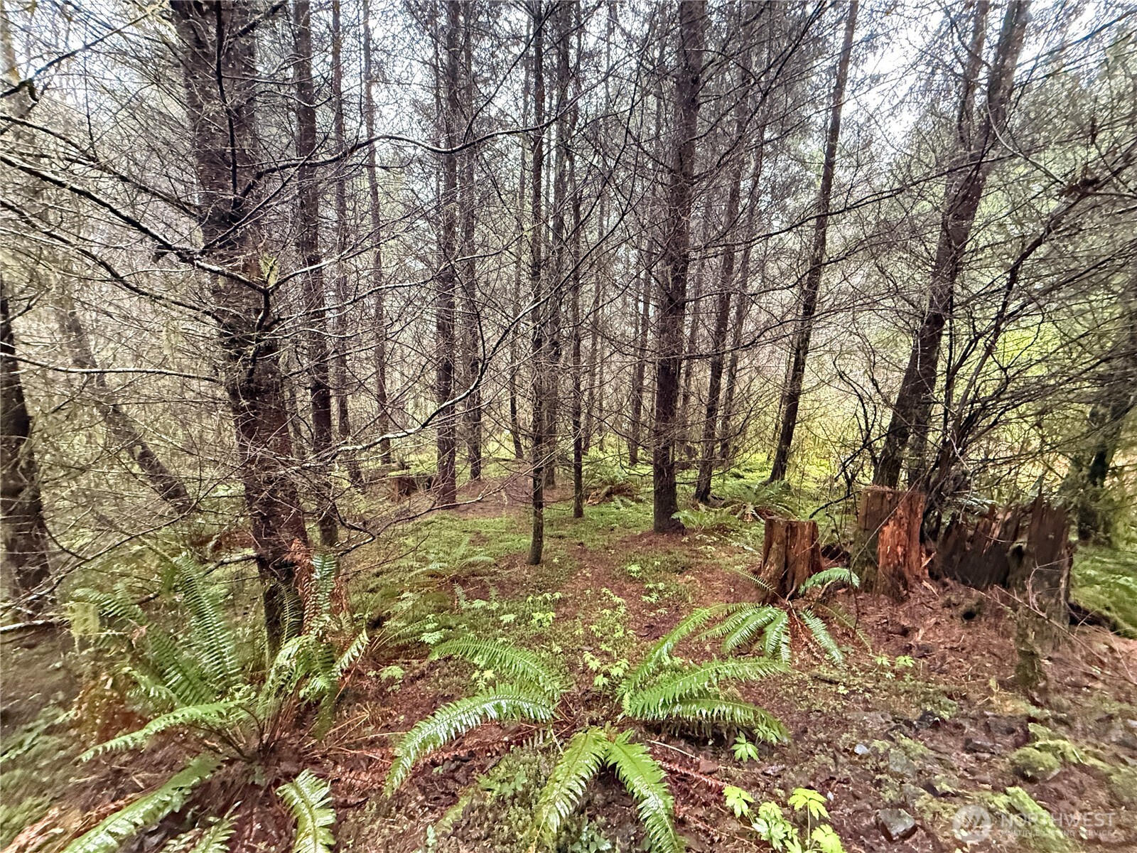 0 Bunker Creek Road , Adna, WA 98522