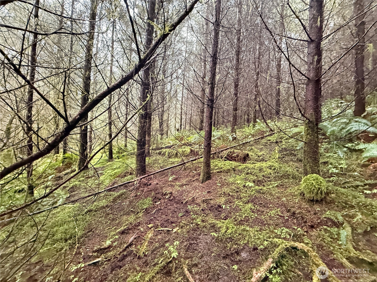 0 Bunker Creek Road , Adna, WA 98522