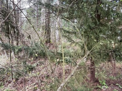 18243 SE Suncrest Court , Yelm, WA 98597 - Photo 8