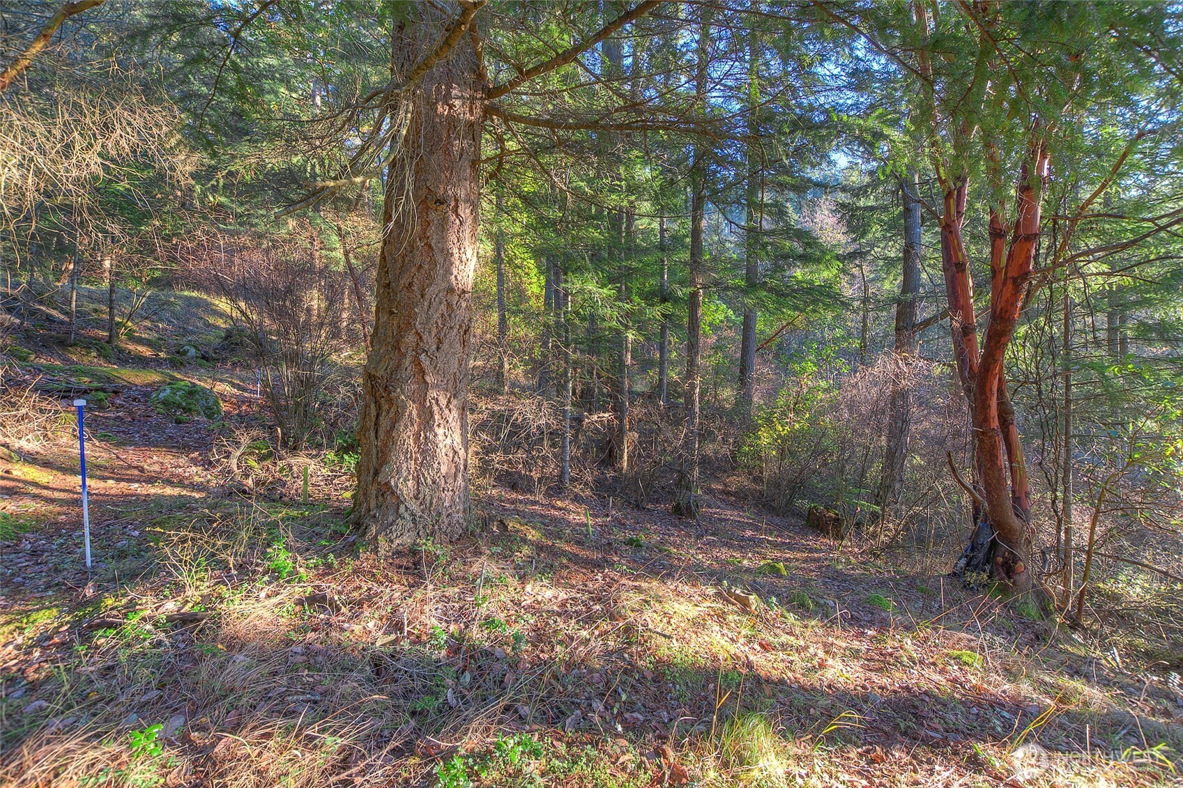 558 Buck Mt. Road , Orcas Island, WA 98245