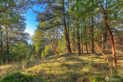 558 Buck Mt. Road , Orcas Island, WA 98245 - Photo 3