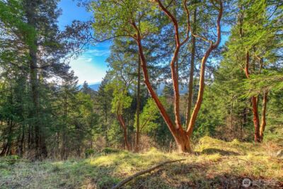 558 Buck Mt. Road , Orcas Island, WA 98245 - Photo 5
