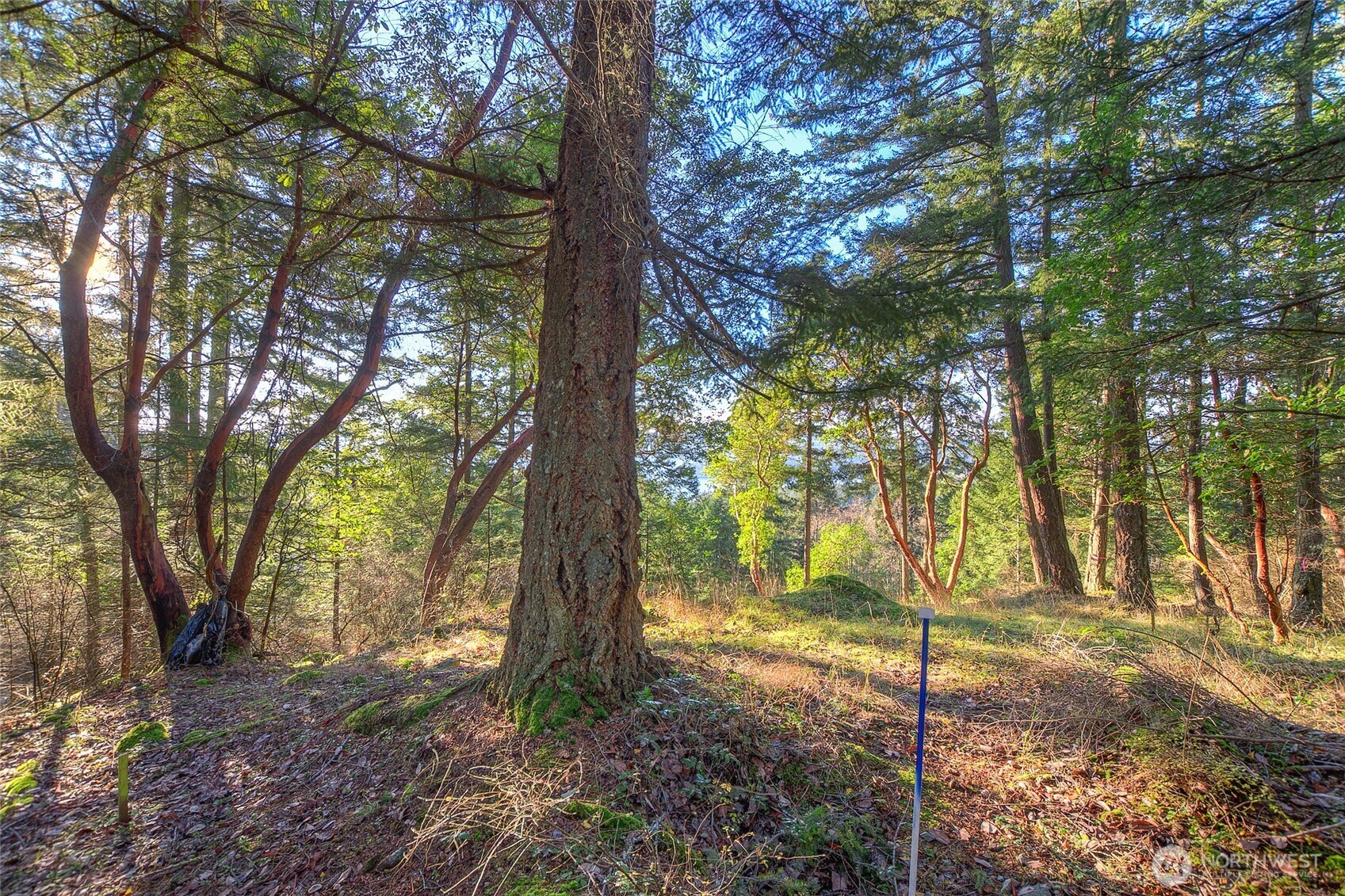 558 Buck Mt. Road , Orcas Island, WA 98245