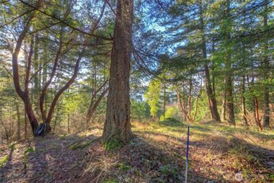 558 Buck Mt. Road , Orcas Island, WA 98245 - Photo 10