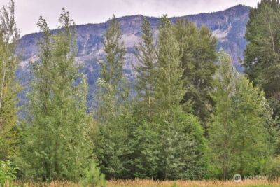 0 NNA Lake Wenatchee Highway , Lake Wenatchee, WA 98826 - Photo 8