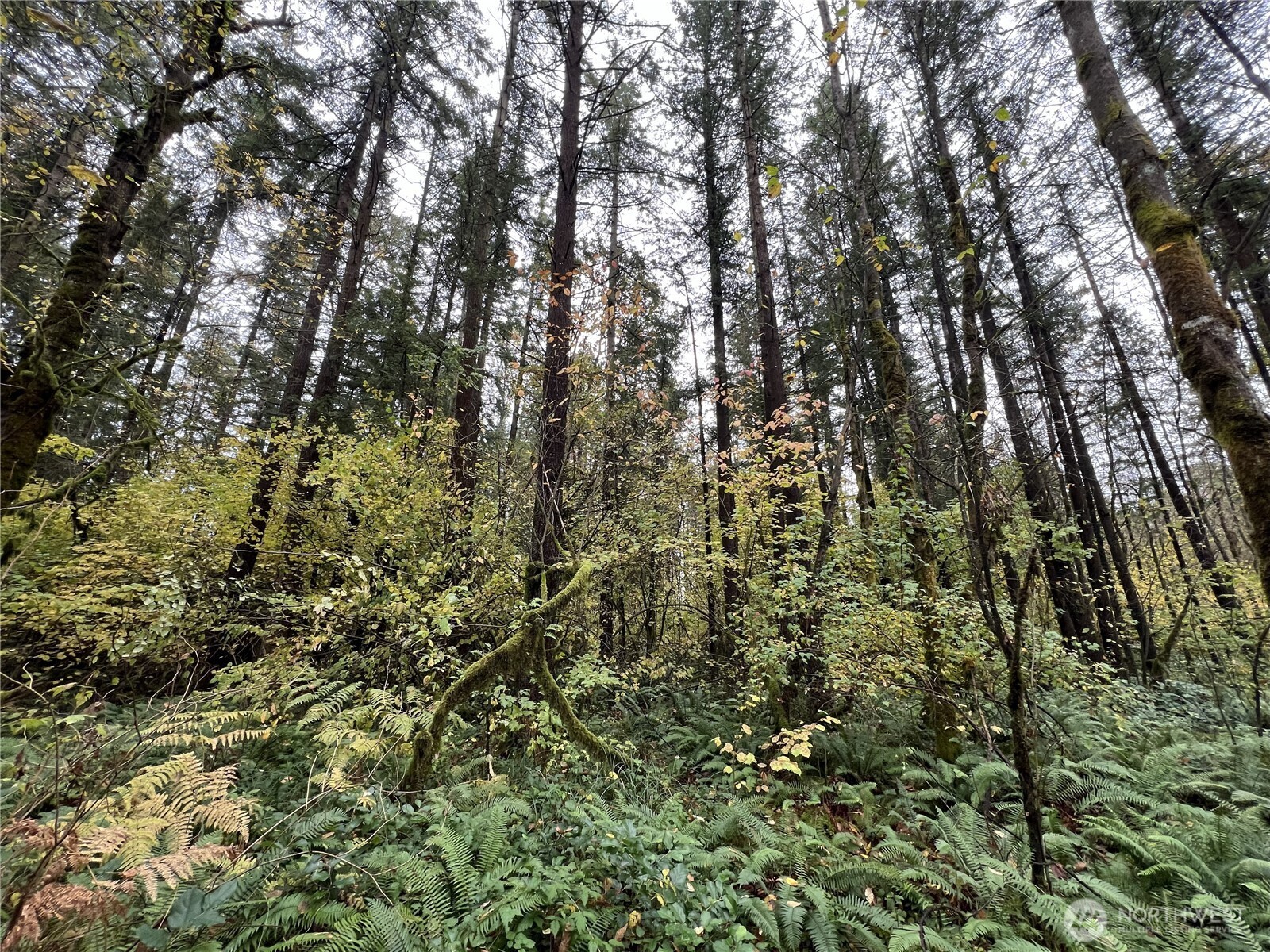 0 X Oyler Road , Toledo, WA 98591