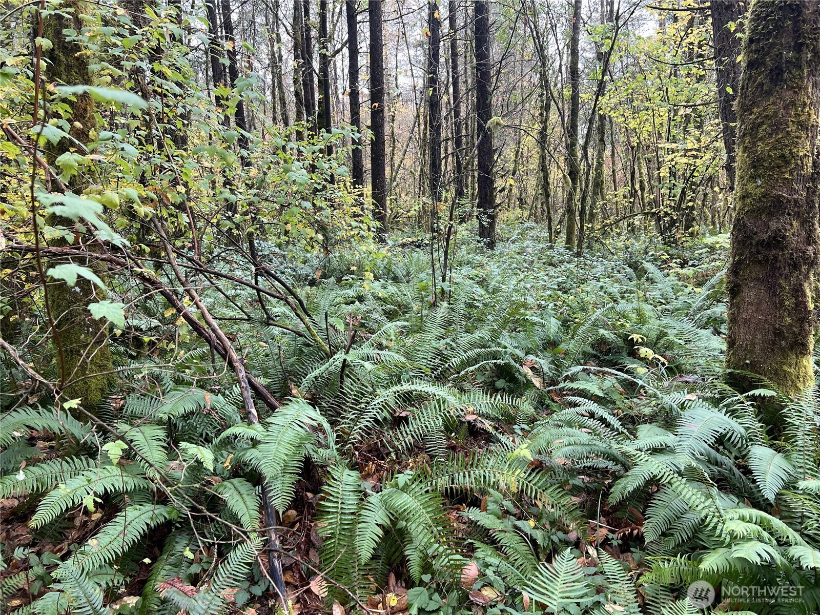 0 X Oyler Road , Toledo, WA 98591