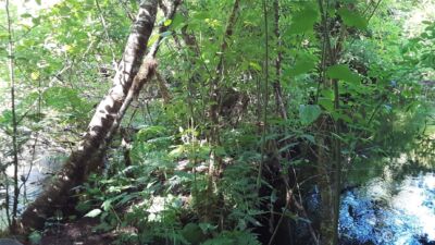 0 236xxx US-101 , Port Angeles, WA 98363 - Photo 11