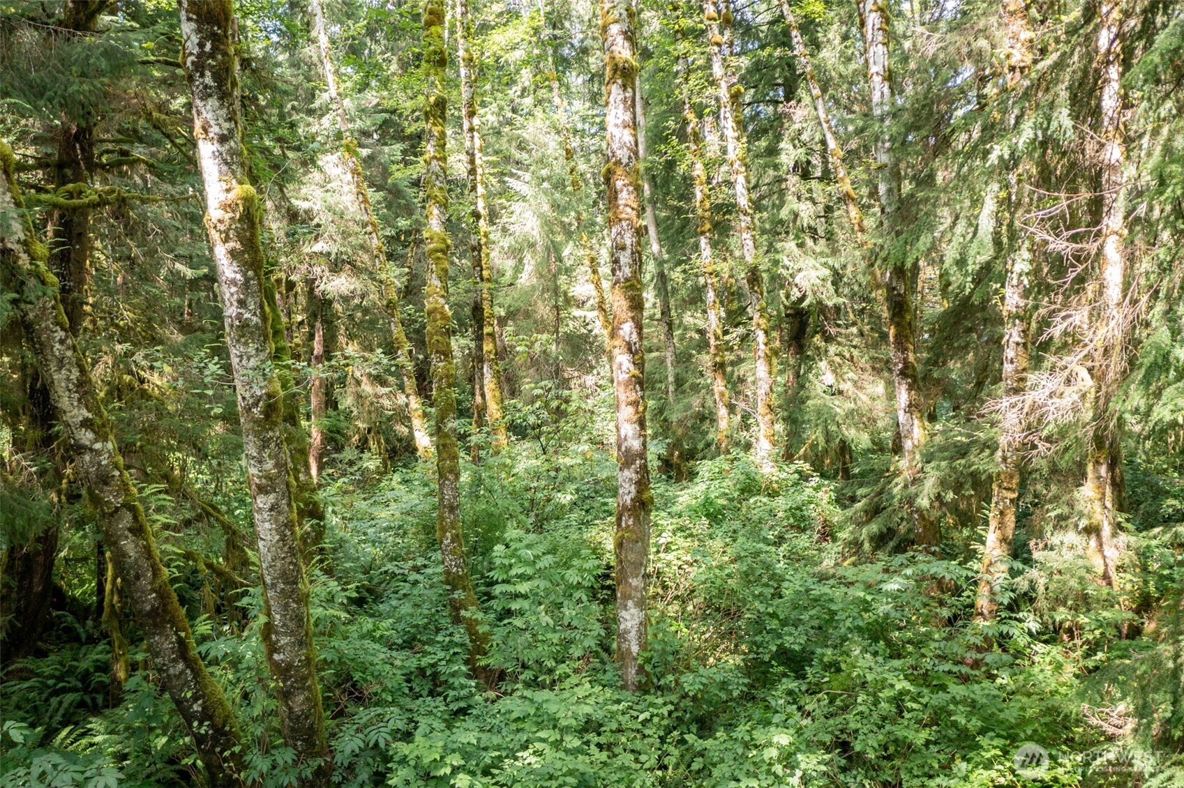 1 Swamp Road , Sekiu, WA 98381