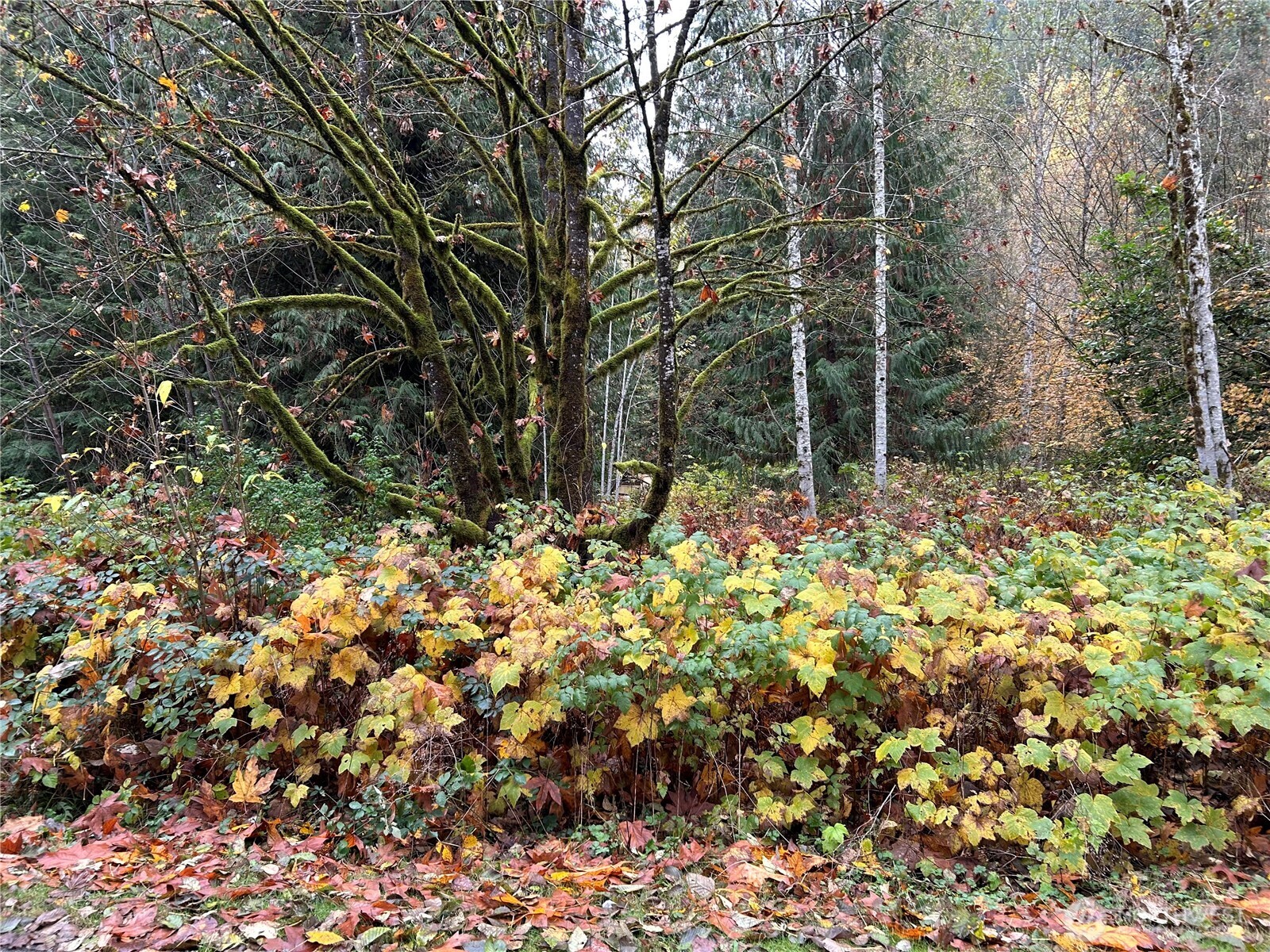 54165 Steelhead Landing Road , Concrete, WA 98237