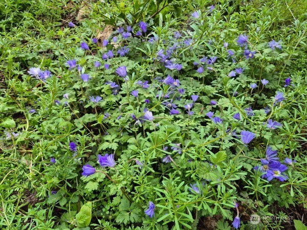 1725 W 13th Street , Port Angeles, WA 98363