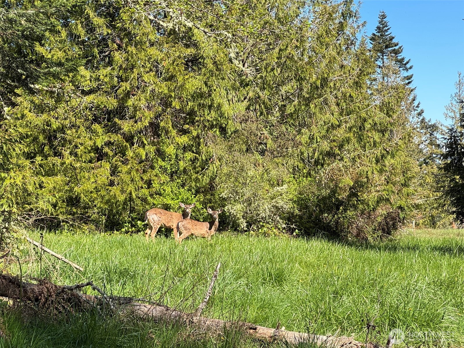 9999 Elks Pass Road , Sequim, WA 98382