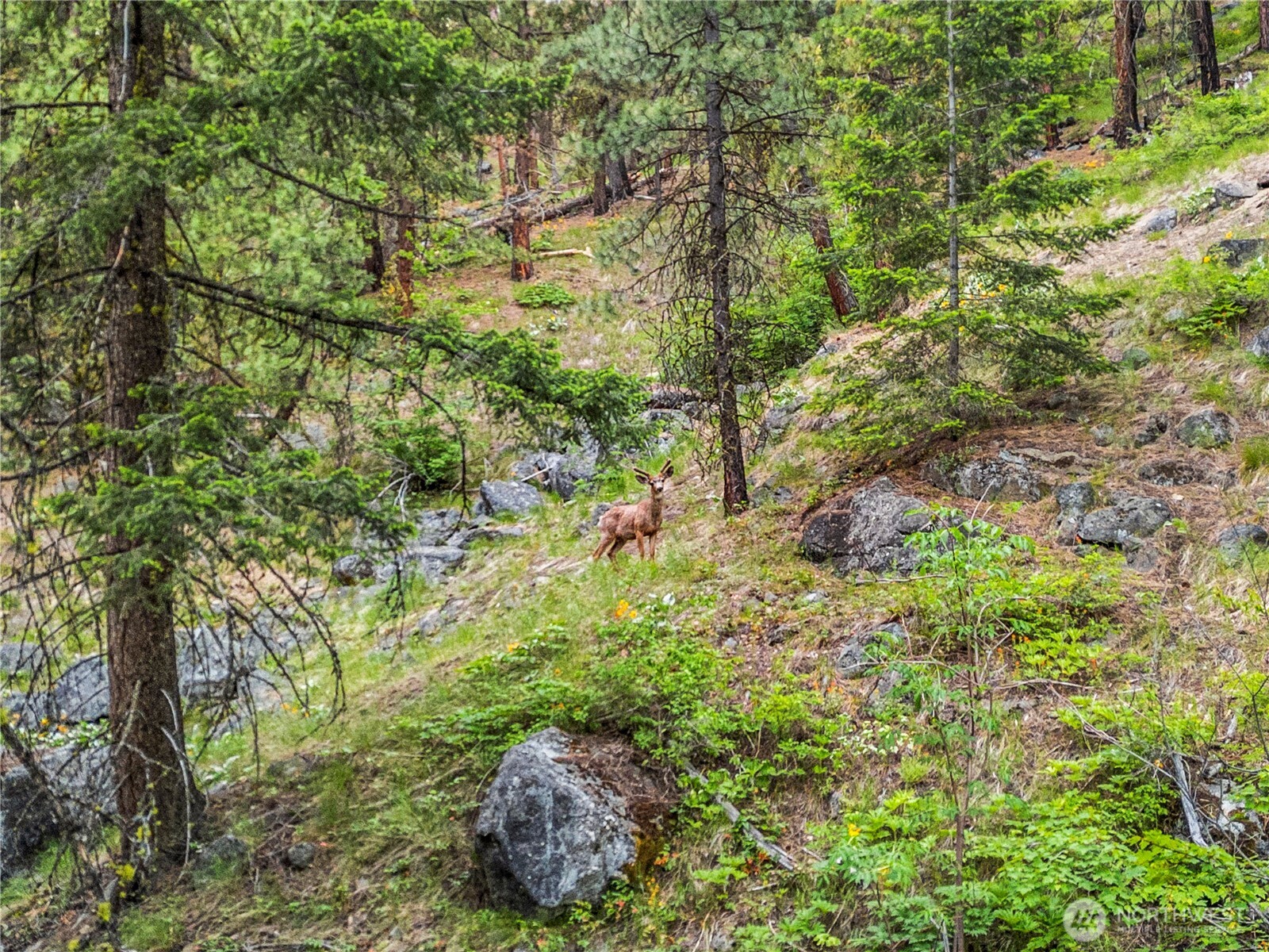 3720 Icicle Rd FS 7600 Road , Leavenworth, WA 98826