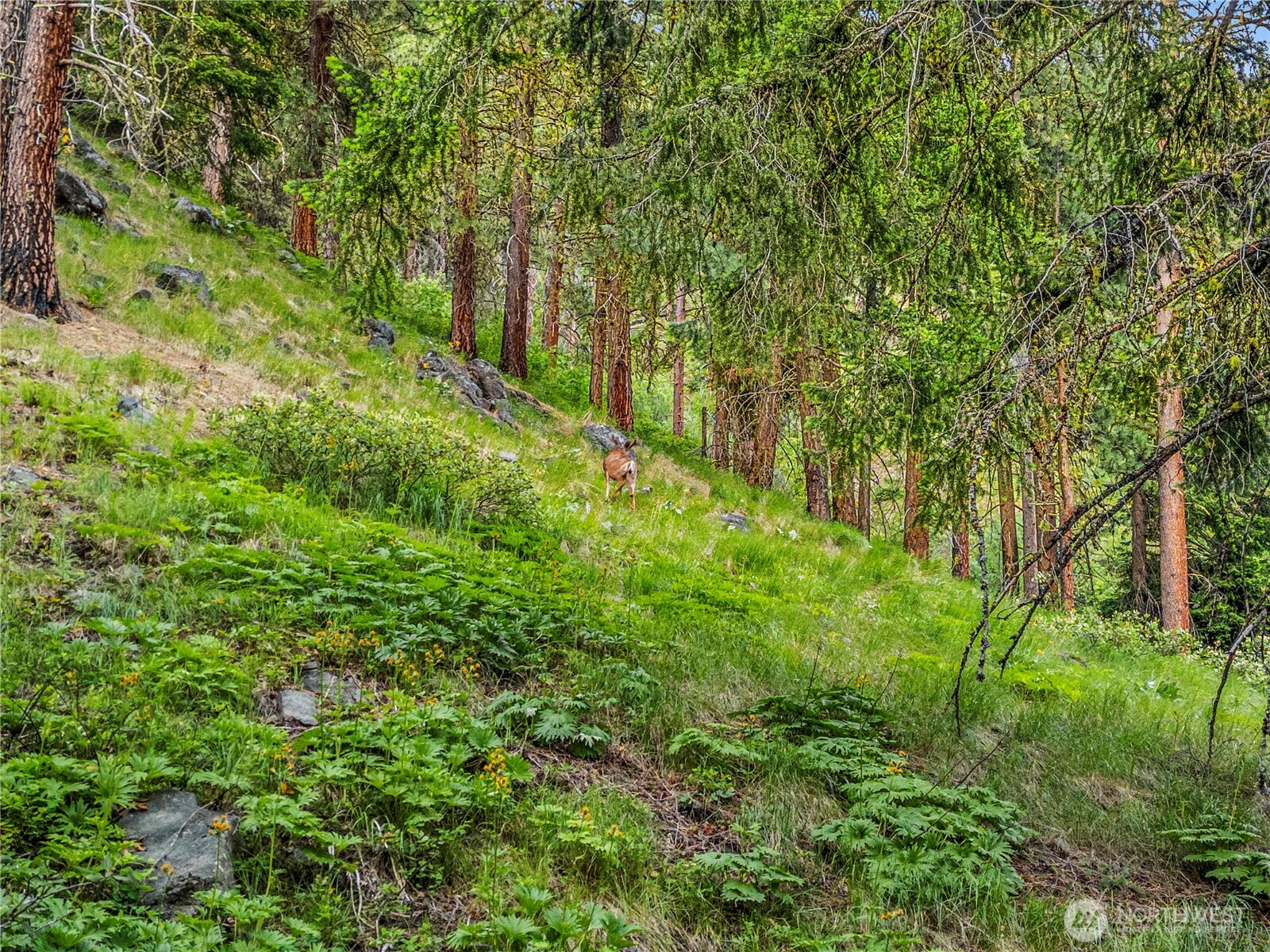 3720 Icicle Rd FS 7600 Road , Leavenworth, WA 98826