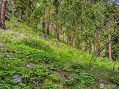 3720 Icicle Rd FS 7600 Road , Leavenworth, WA 98826 - Photo 9