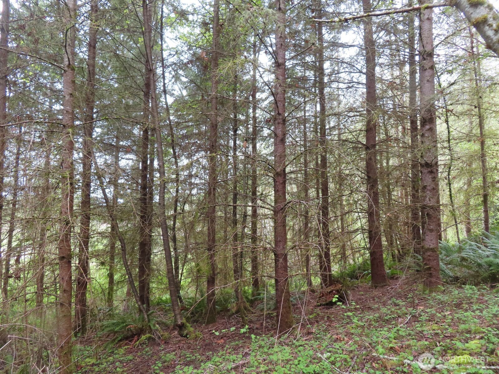 0 XXX Larson Road , Mossyrock, WA 98564