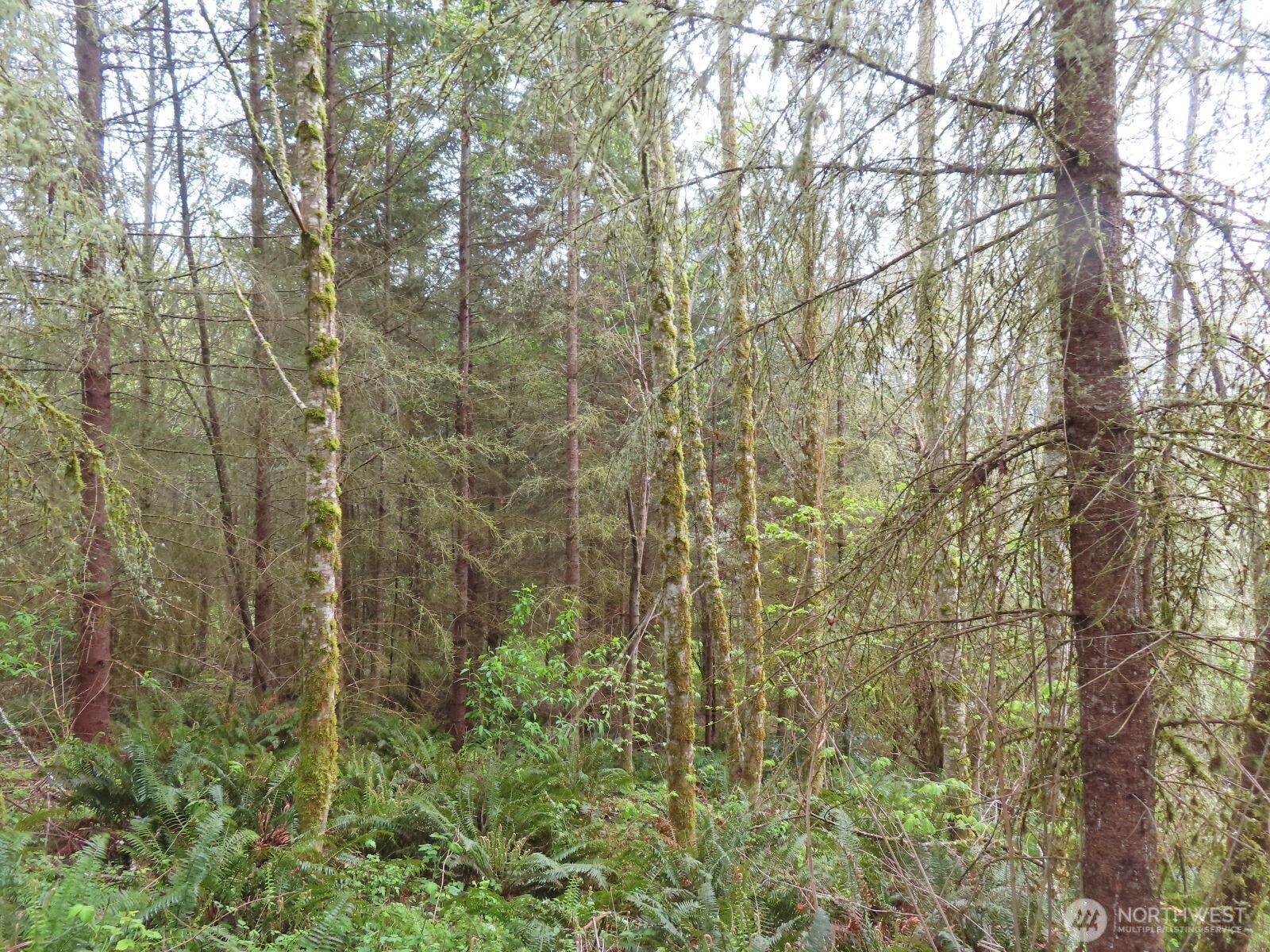 0 XXX Larson Road , Mossyrock, WA 98564