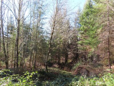 0 XXX Larson Road , Mossyrock, WA 98564 - Photo 3