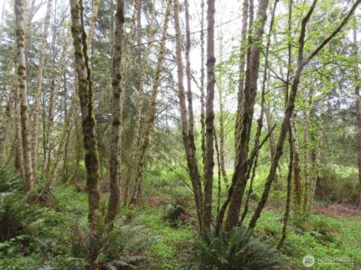0 XXX Larson Road , Mossyrock, WA 98564 - Photo 33