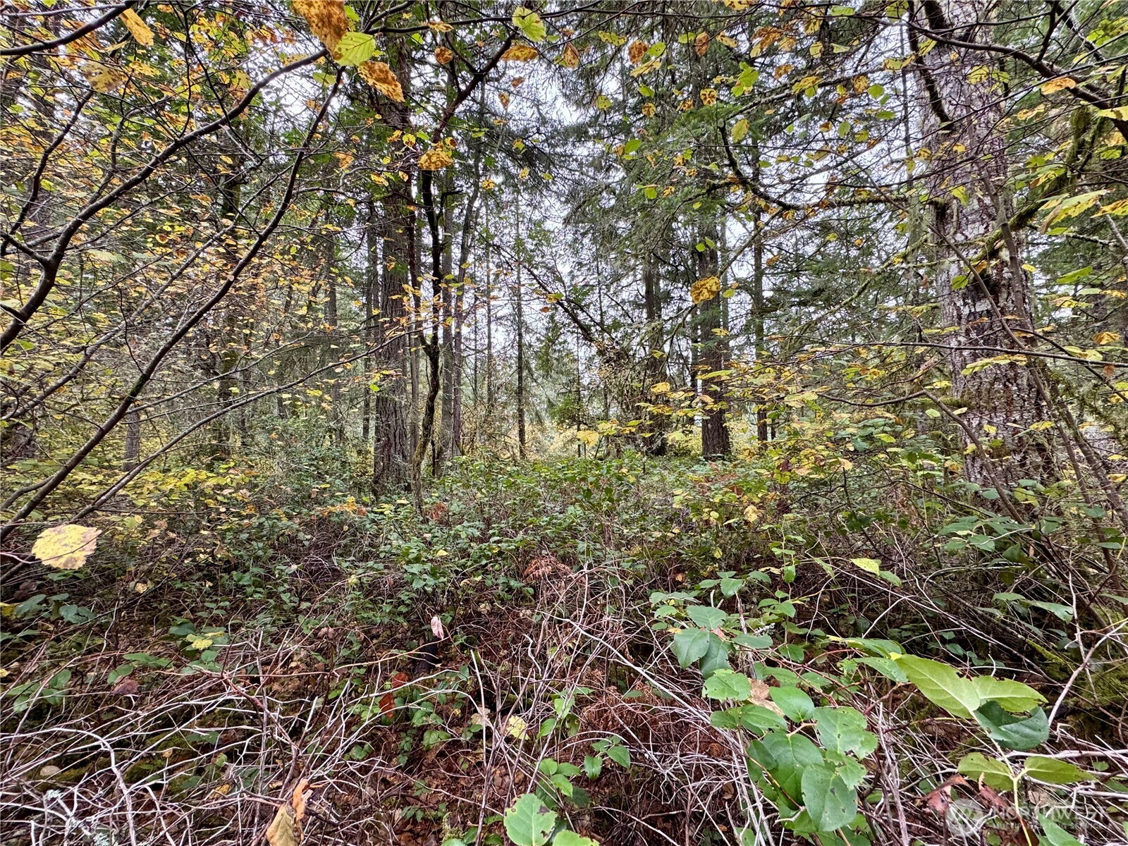 10824 Madrona Drive , Anderson Island, WA 98303