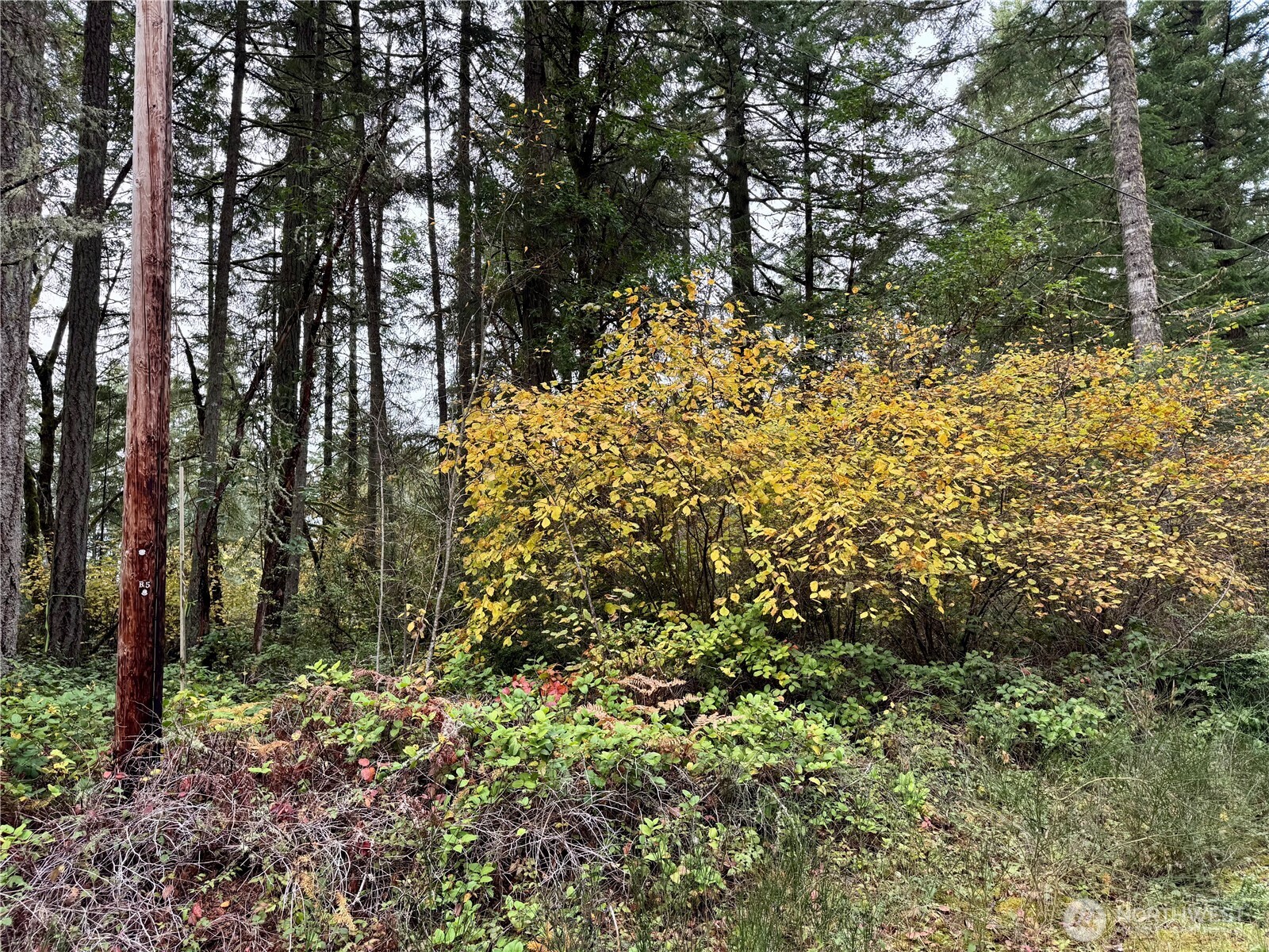 10824 Madrona Drive , Anderson Island, WA 98303