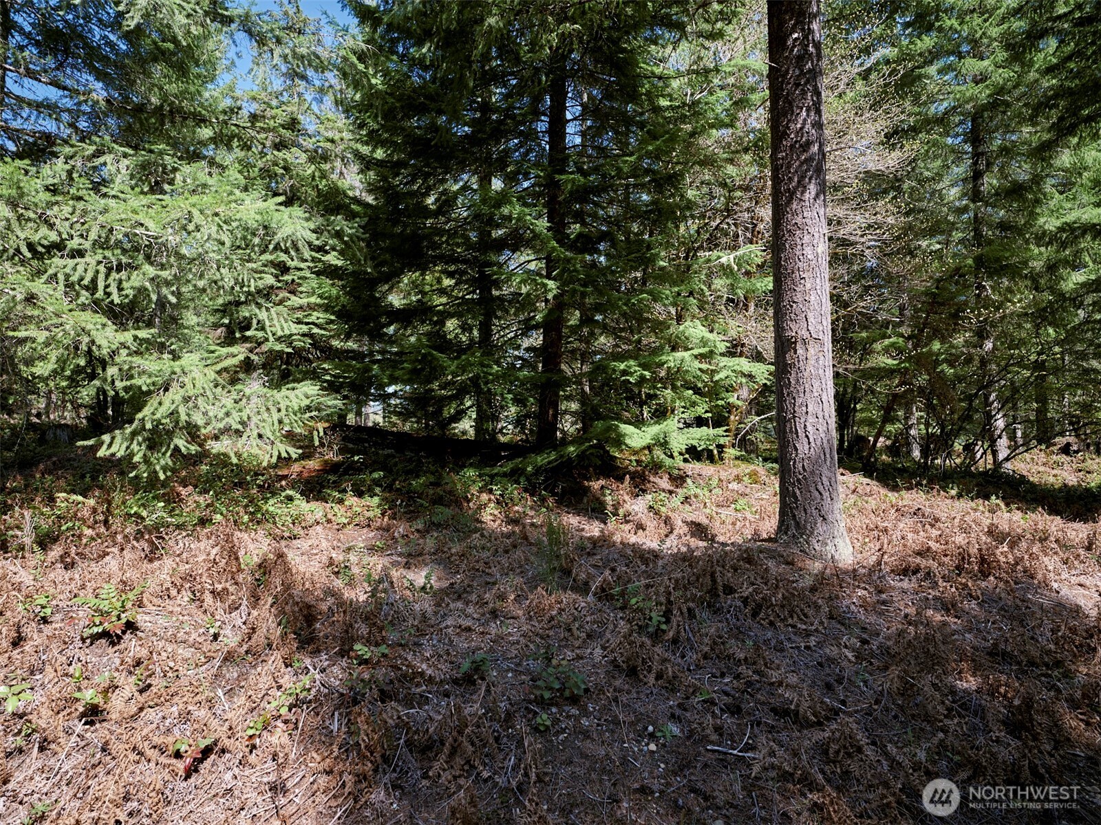 1 Loowit Lane , Cougar, WA 98616
