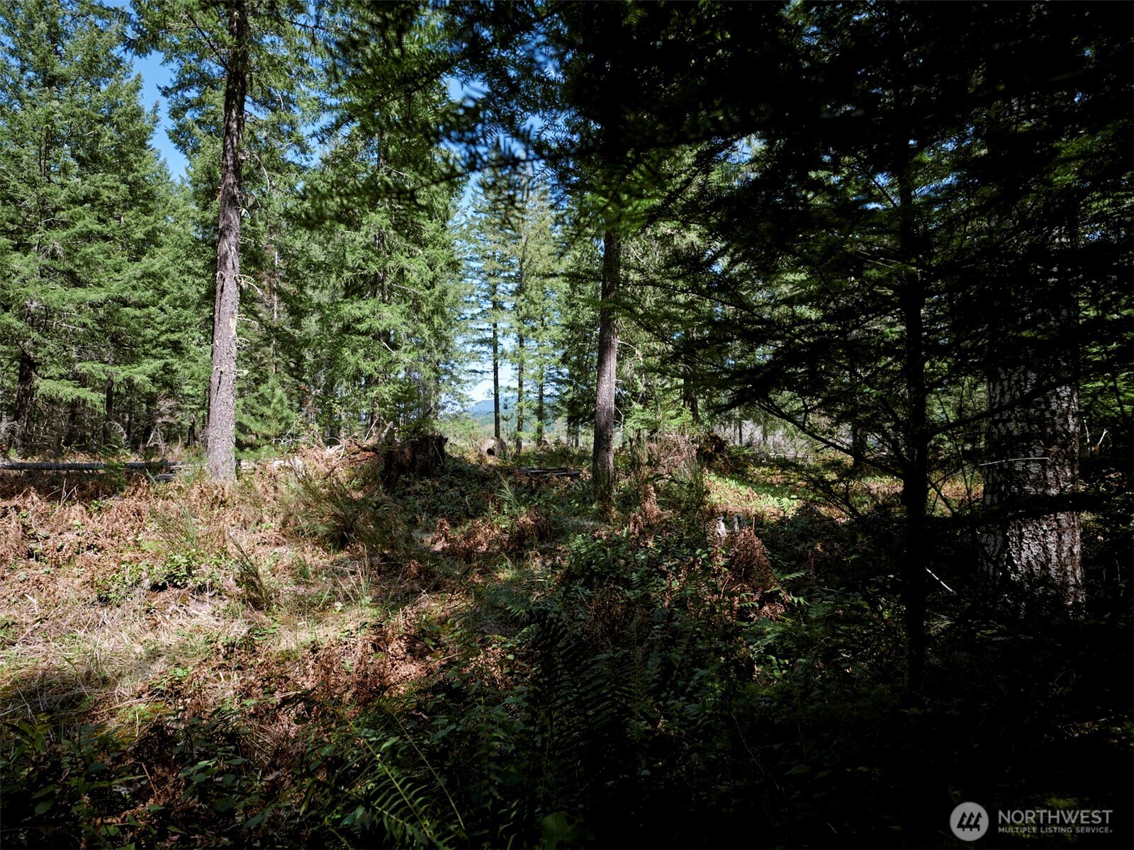 1 Loowit Lane , Cougar, WA 98616