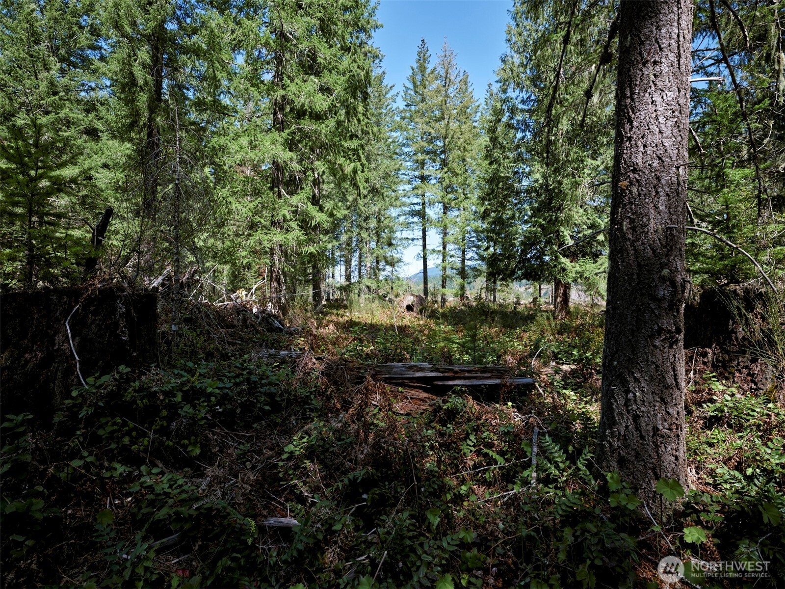 1 Loowit Lane , Cougar, WA 98616