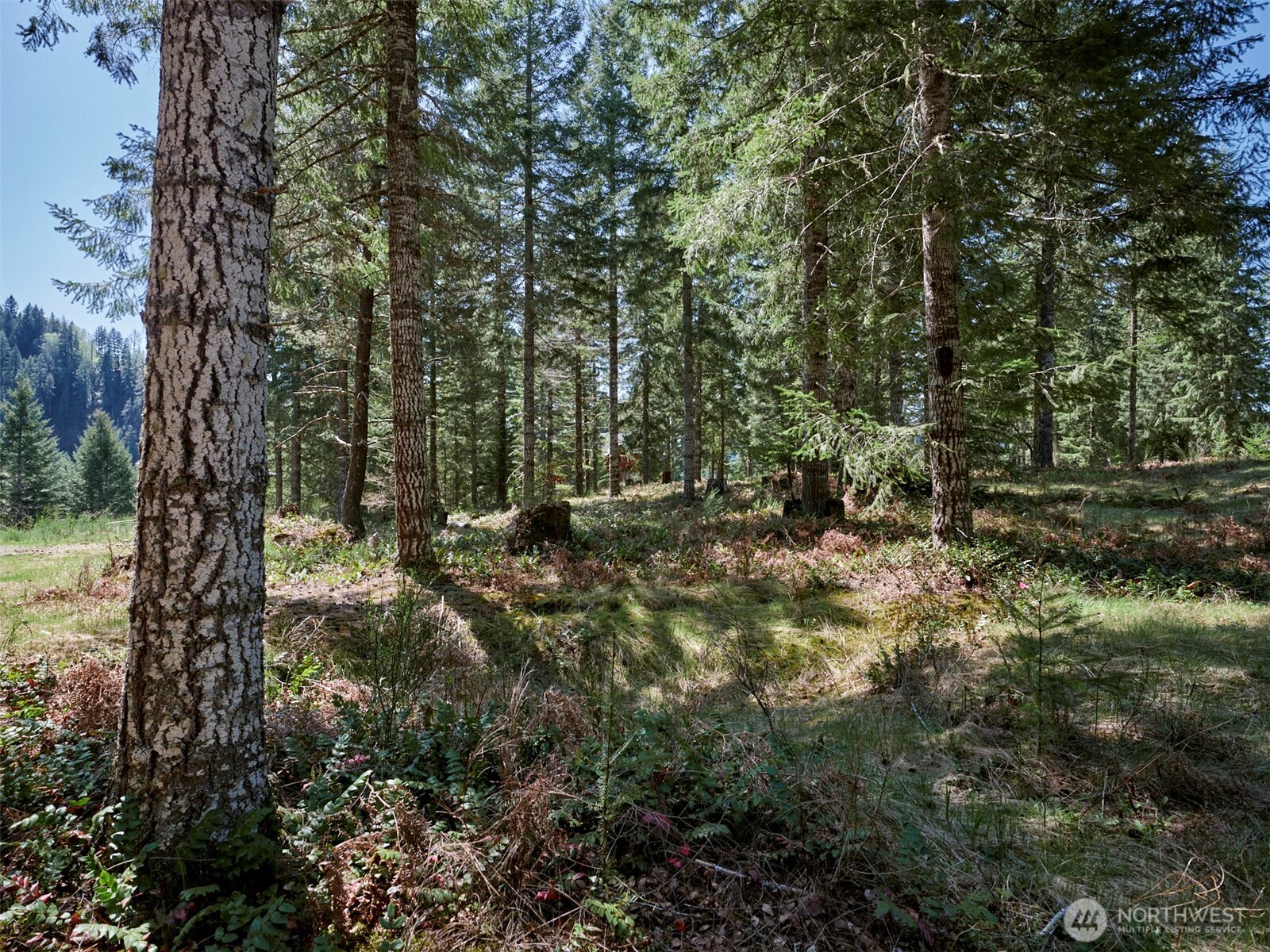 1 Loowit Lane , Cougar, WA 98616