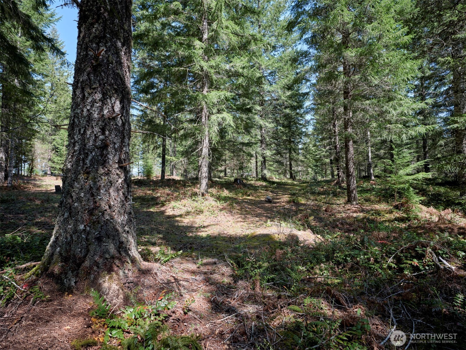 2 Loowit Lane , Cougar, WA 98616