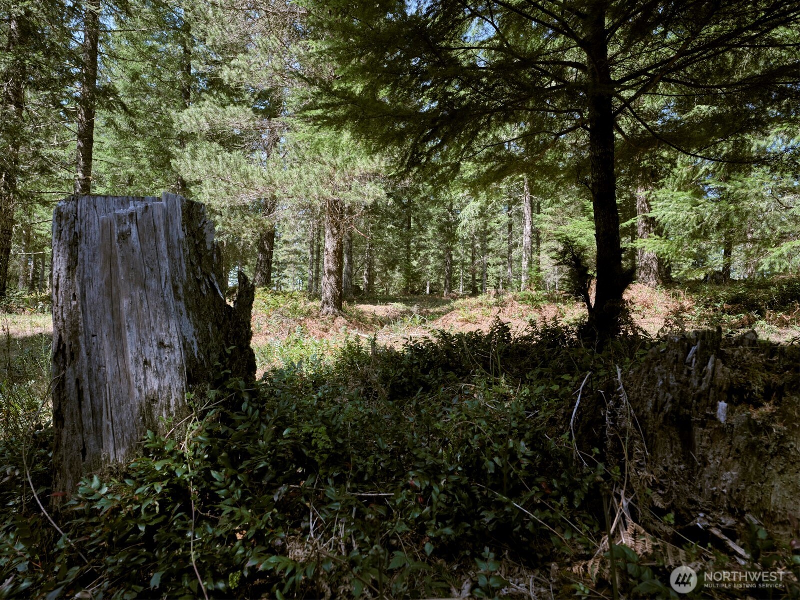 2 Loowit Lane , Cougar, WA 98616