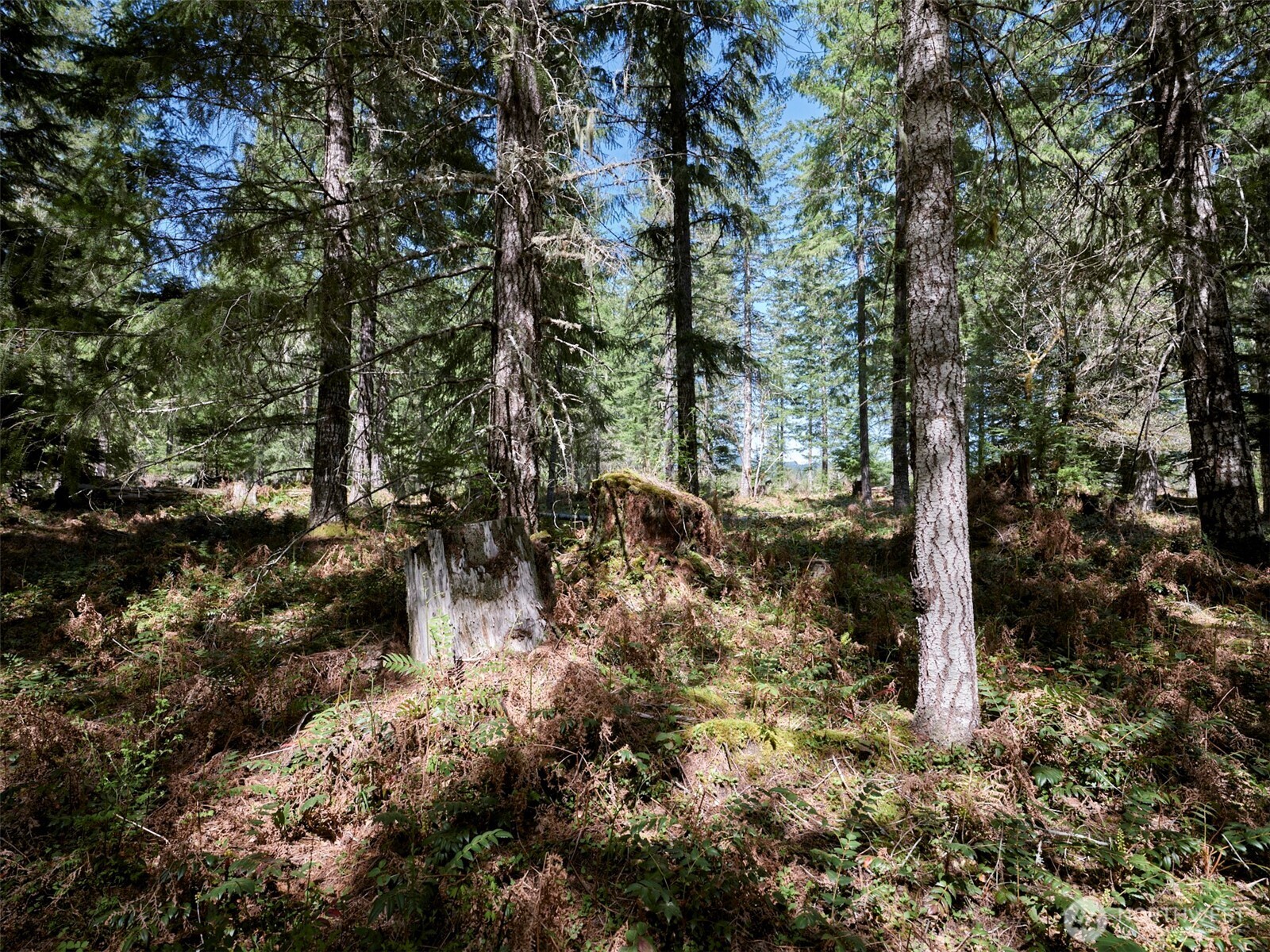 2 Loowit Lane , Cougar, WA 98616