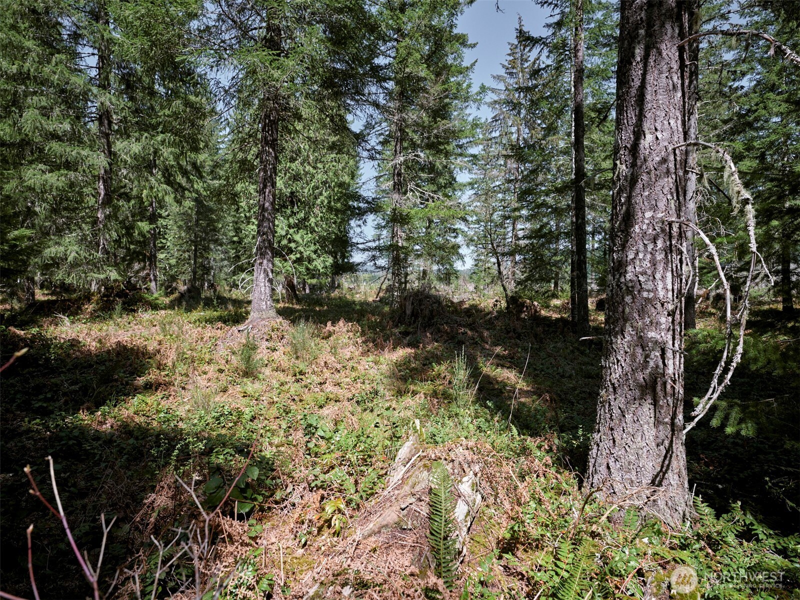 2 Loowit Lane , Cougar, WA 98616