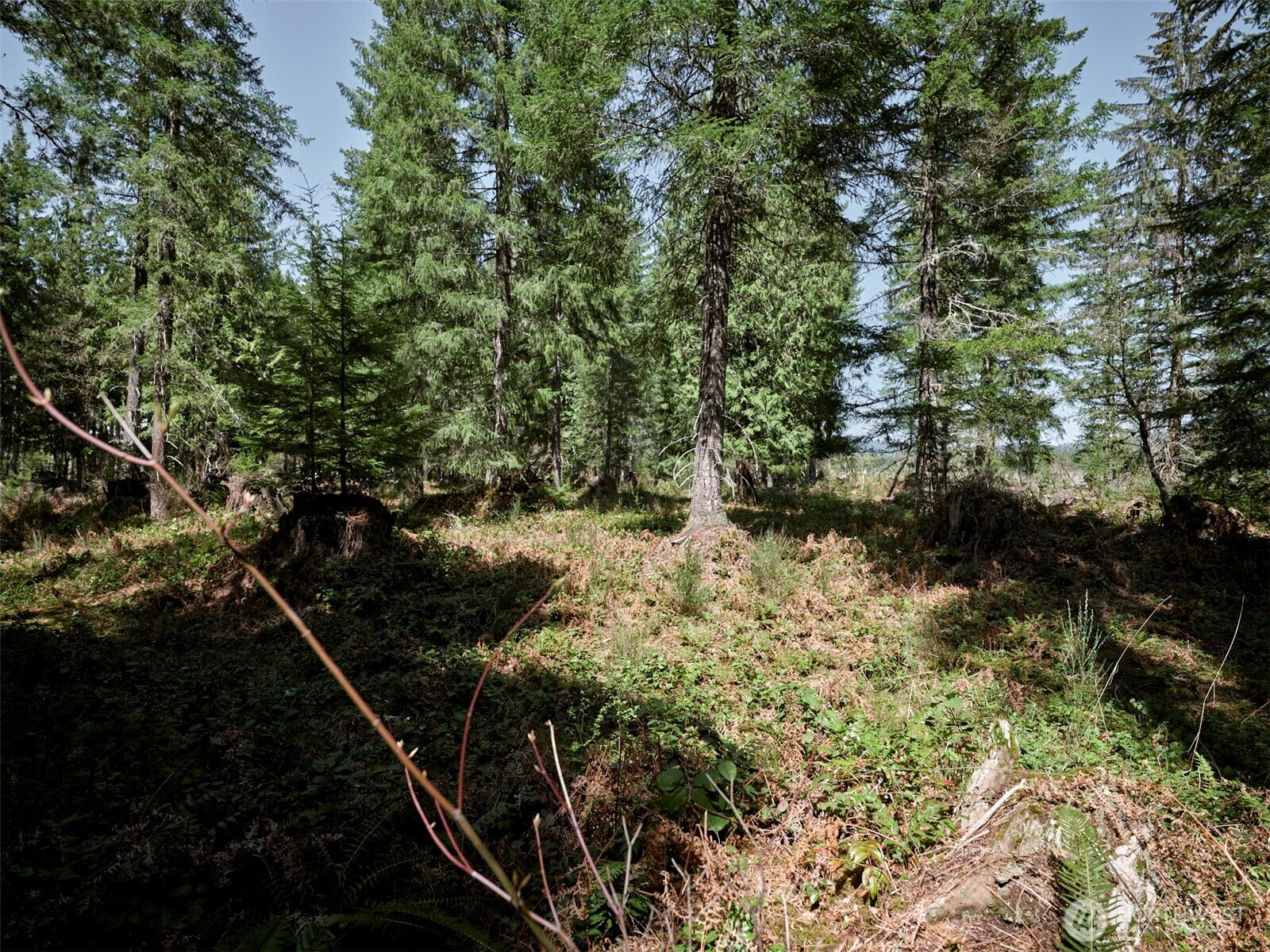 2 Loowit Lane , Cougar, WA 98616