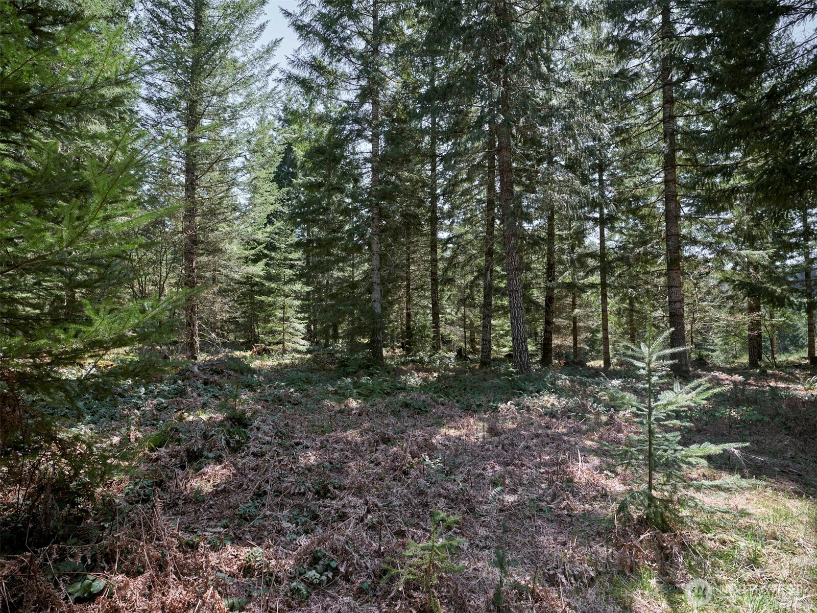 2 Loowit Lane , Cougar, WA 98616
