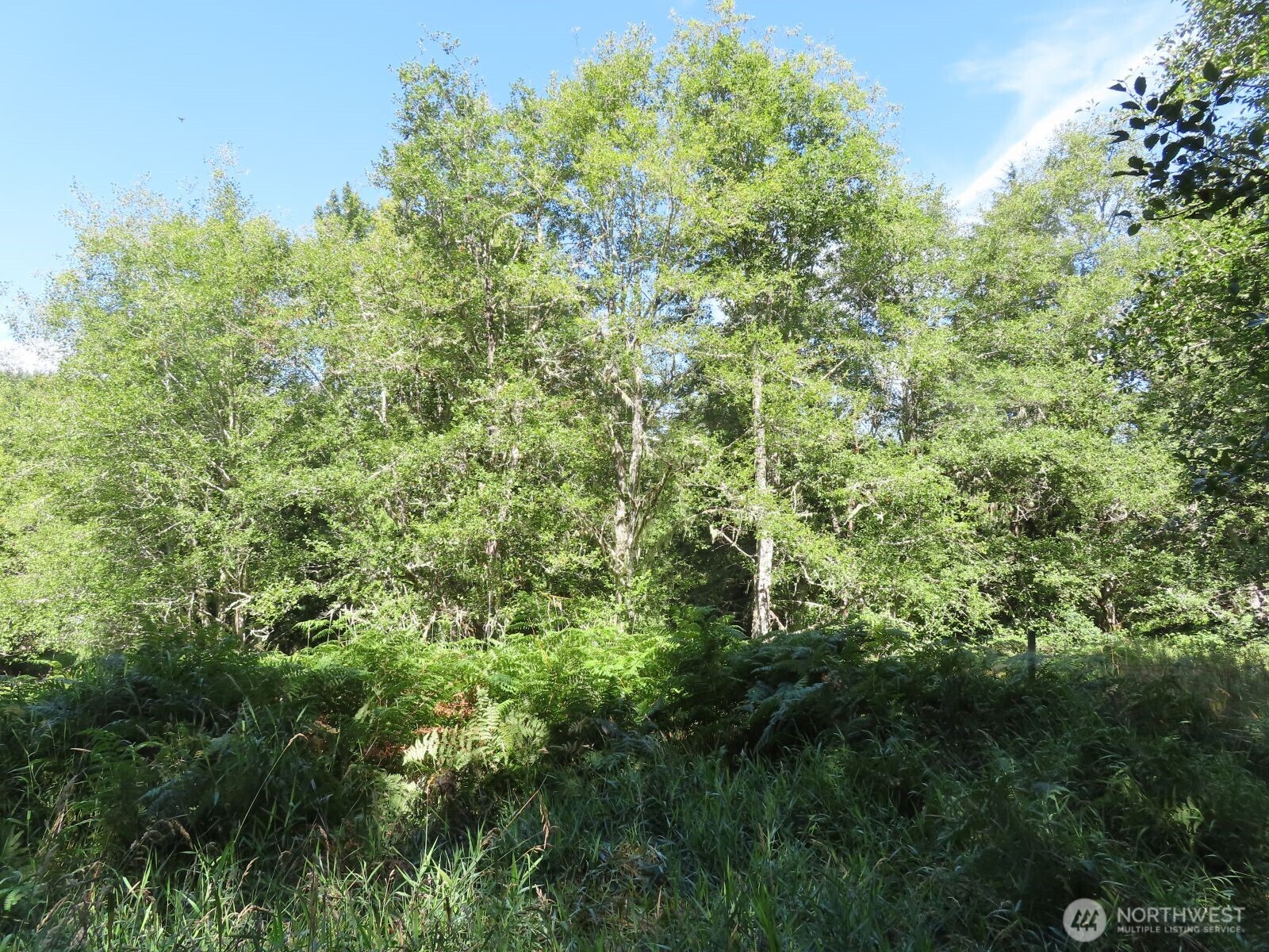 0 Salmon Creek Road , Mossyrock, WA 98564