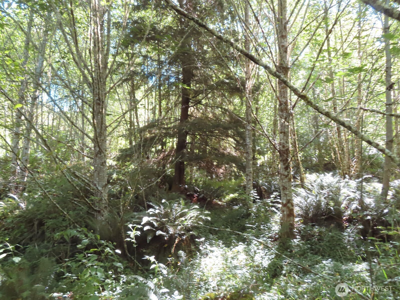 0 Salmon Creek Road , Mossyrock, WA 98564
