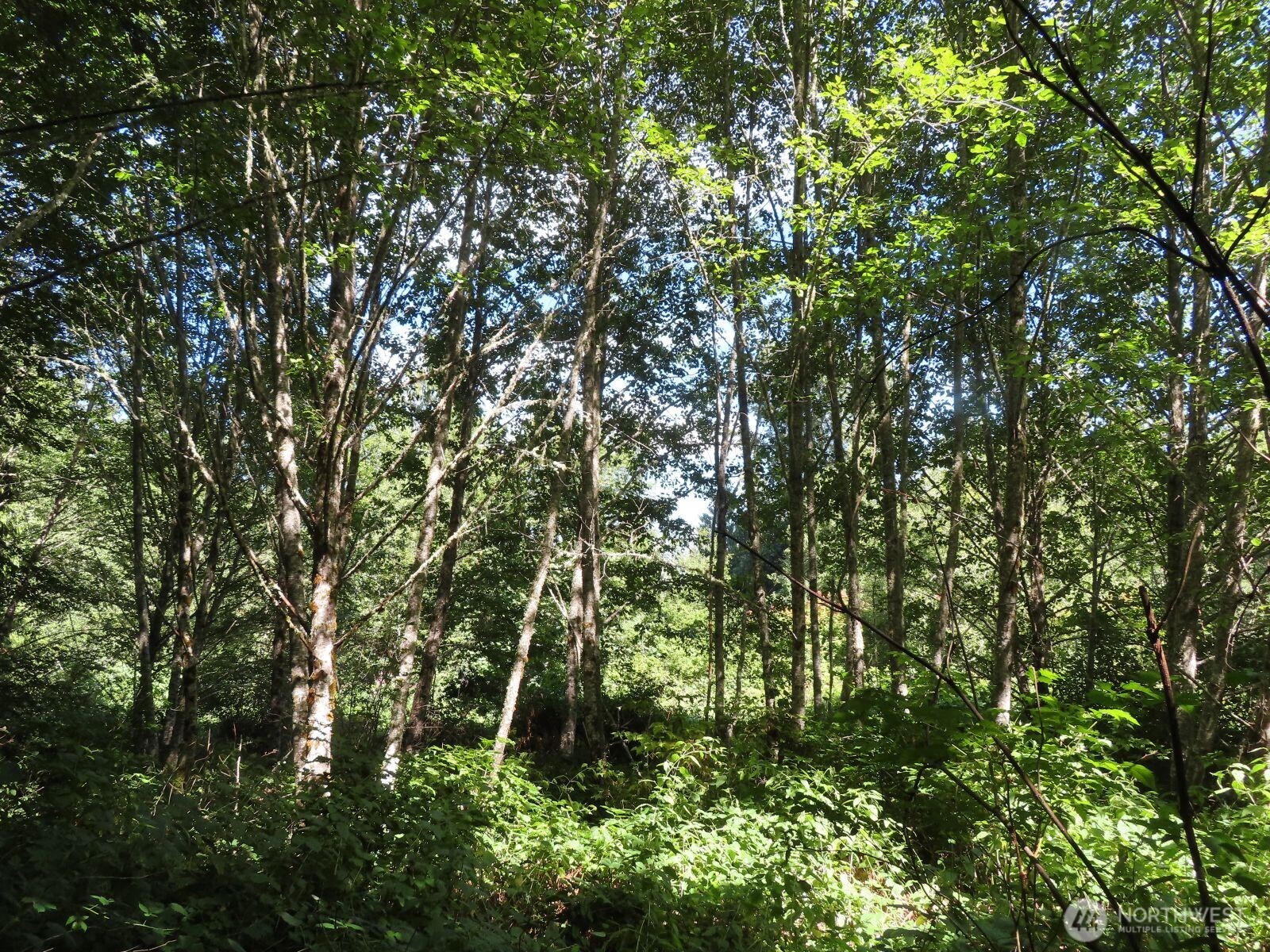 0 Salmon Creek Road , Mossyrock, WA 98564