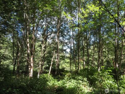 0 Salmon Creek Road , Mossyrock, WA 98564 - Photo 18