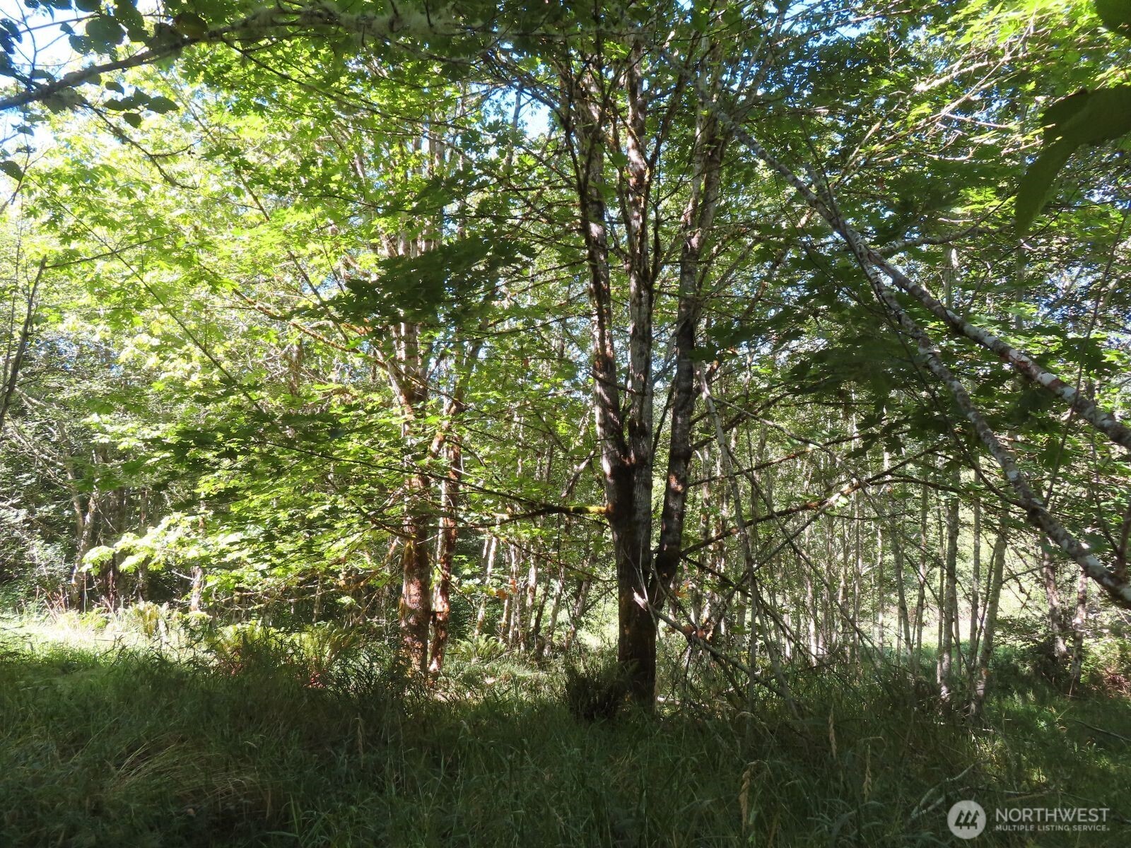 0 Salmon Creek Road , Mossyrock, WA 98564